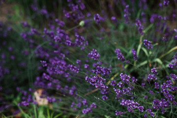 Lavender flowers blooming in a field.flowerbed in the park