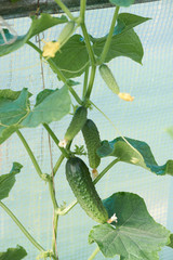 Several cucumber friuts on the vine growing