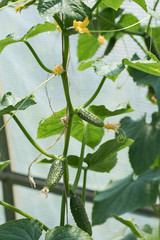 Several cucumber friuts on the vine growing