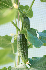 Several cucumber friuts on the vine growing