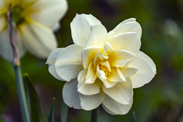 Obraz na płótnie Canvas Narcissus of milky shade