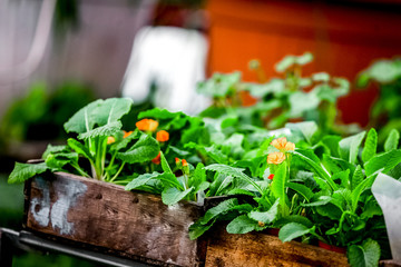 flower wooden pots with plants and seeding
