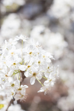 Cherry Blossom 5