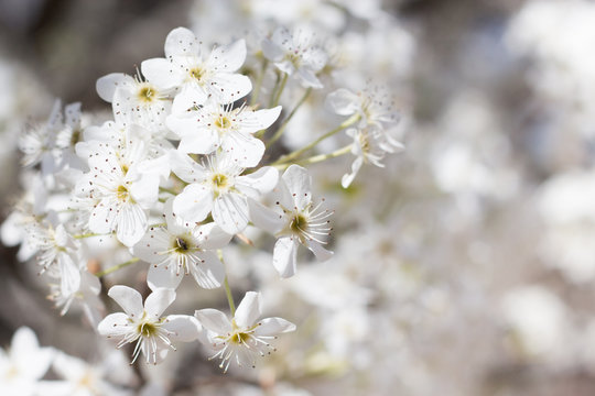 Cherry Blossom 6