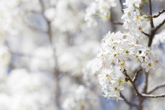 Cherry Blossom 7