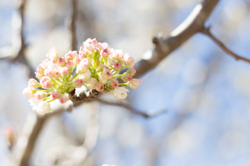 Cherry Blossom 11
