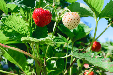 Red and White Hanging Strawberries Surrounded with Green Leafs and Enlightened by Morning Sun