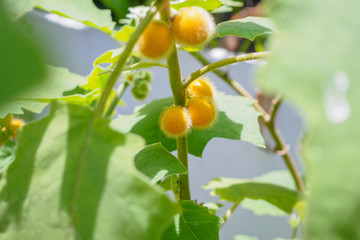 Hairy fruited eggplant