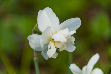 Obraz premium White Narcissus