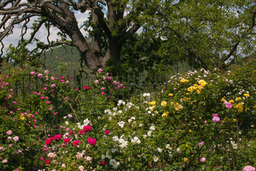 Splendido giardino con delle rose colorate ai piedi di una grande quercia