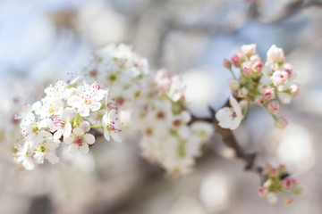 Cherry Blossom 12