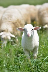 Obraz premium herd of sheep crosses the green meadow