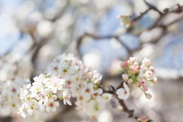 Cherry Blossom 15