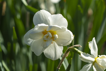 Fototapeta na wymiar Blooming white daffodil