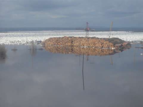 Angara river flooded logs