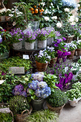 blue and violet flowers in pots on street market in Europe, Vienna.blue and white hydrangea,bellflower. beautiful multilevel showcase