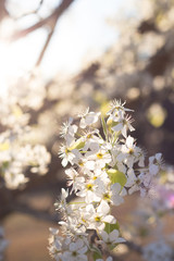 Cherry Blossom 20
