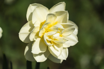 Milk daffodil close-up