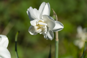 white daffodil closeup