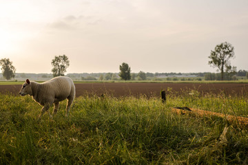 A little spring lamb in the Netherlands
