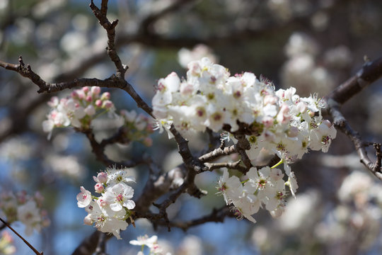 Cherry Blossom 21