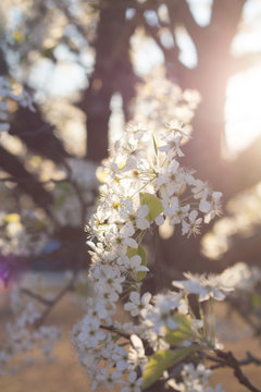Cherry Blossom 19