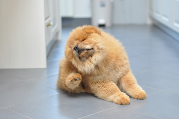 Chow chow puppy scratching fleas. Puppy scratching fleas in the house