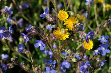 Flores silvestres amarillas y azules