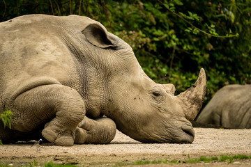 M&uuml;des Nashorn rastet sich aus