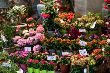 Fototapeta na wymiar Flower market with various multicolored fresh flowers in pots. Red, pink,orange hydrangea, bellflower beautiful multilevel showcase