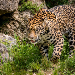 Fototapeta na wymiar Majestätischer Jaguar auf der Jagd