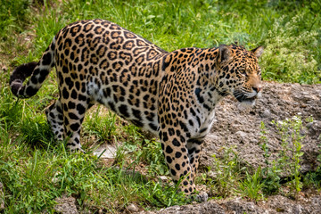 Fototapeta na wymiar Großer Jaguar auf der Jagd