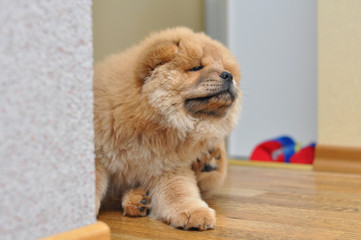 Chow chow puppy scratching fleas. Puppy scratching fleas in the house