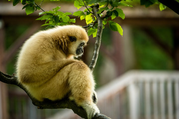 Obraz premium Kapuzineraffe sitzt auf einem Ast und Blickt nachdenklich in die Ferne