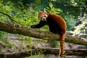 Roter Panda sitzt auf einem Ast und frisst Bambus