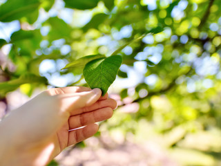 Men's hand touching a single green leaf against beautiful out of focus bokeh background. Feeling unity to nature/ In touch with Nature