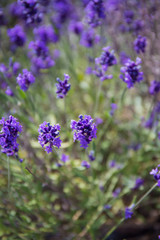 Spring lavender.Lavender farm.Landscape design.