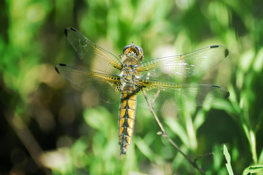 Dragonfly in the wild
