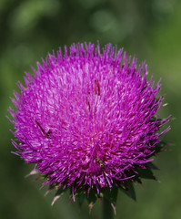 Beautiful flower of steppe