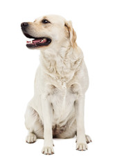 beige labrador dog in full growth on a white background