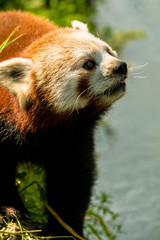 Porträt eines kleinen Pandas der nach oben blickt