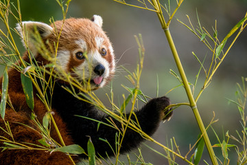 Roter Panda streckt die Zunge heraus