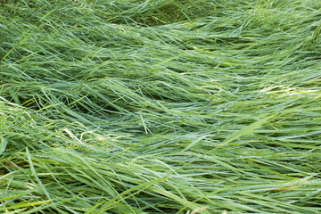 Morning dew on the grass