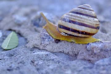 Snail molluscum living organism