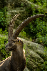 Porträt von einem Steinbock