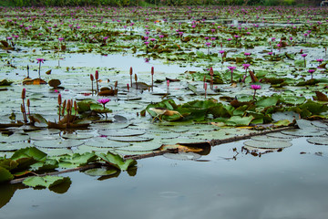 The beauty of the red lotus in the lake ,Thailand.