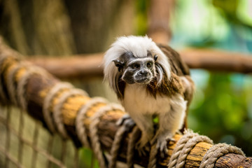 Porträt von einem kleinen Affen