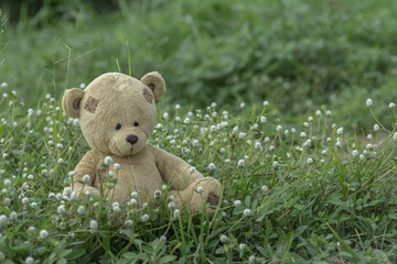 Brown Teddy Bear sitting in grass field