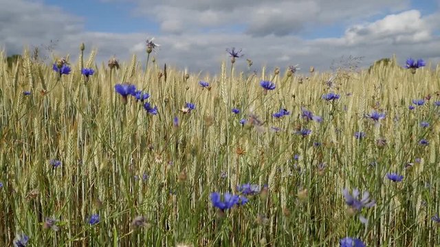 Weizen und Kornblumen im Wind