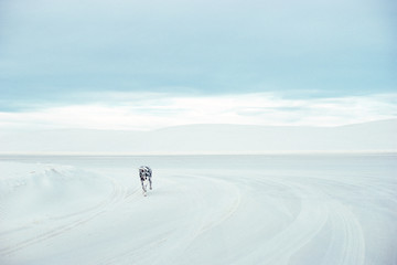 Dalmation running across white sand